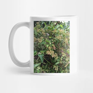 Hummingbird Hawk Moth on Milkweed Mug